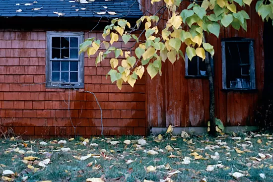 Barn and tree