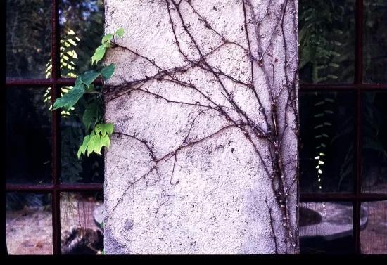 Vines growing on column