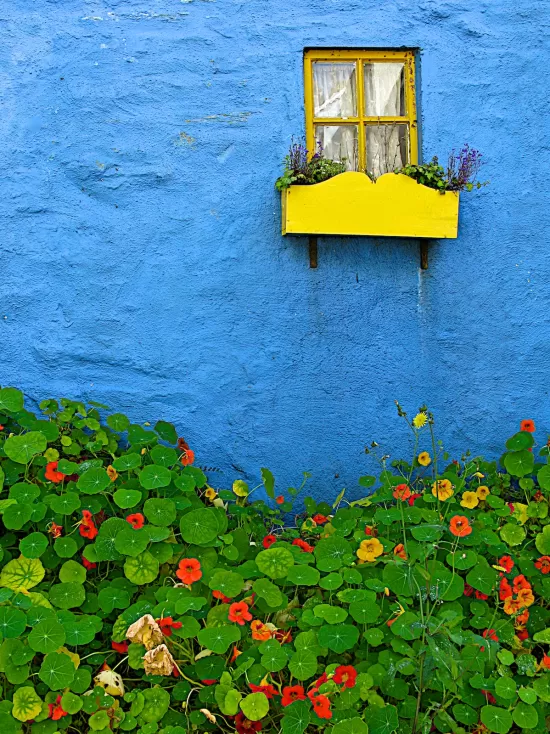 Blue painted wall with yellow window box