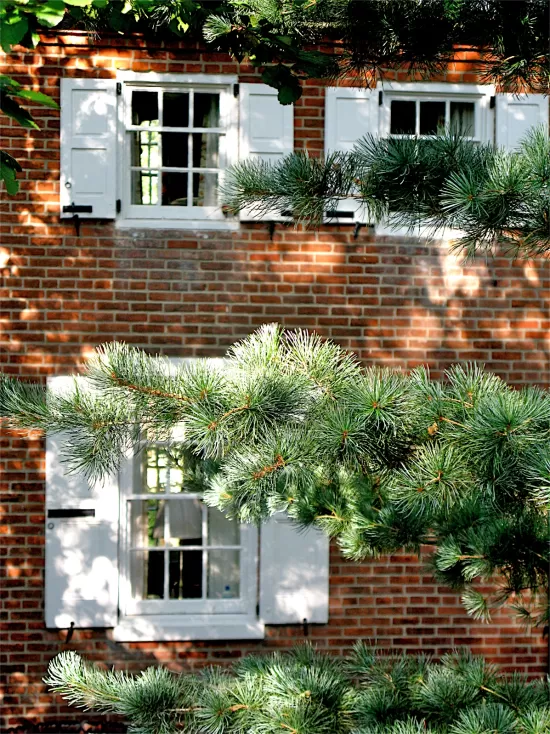 Brick house with white shutters, behind pine tree