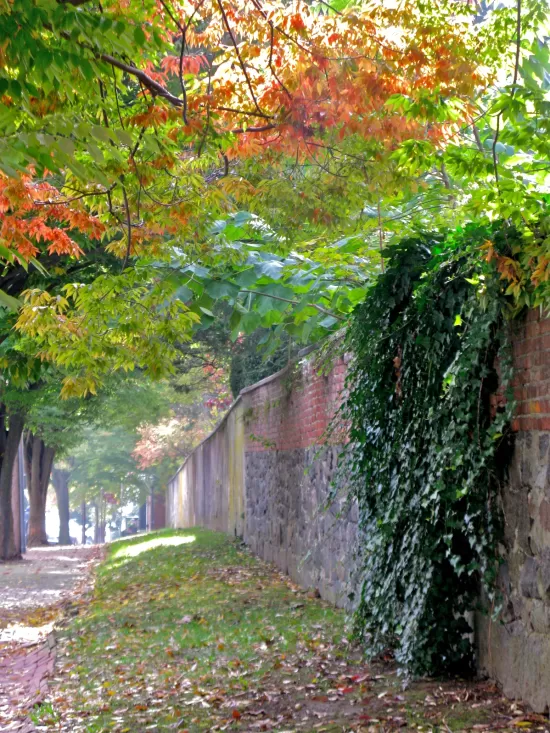 Brick sidewalk beside ivy covered wall
