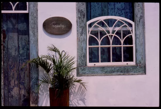 Plant in front of white stucco building